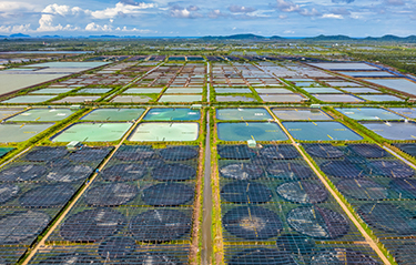 An aerial view of a high-tech shrimp farm in Vietnam.