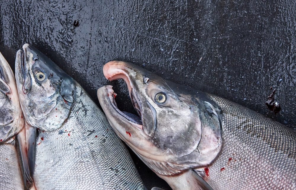 salmon
