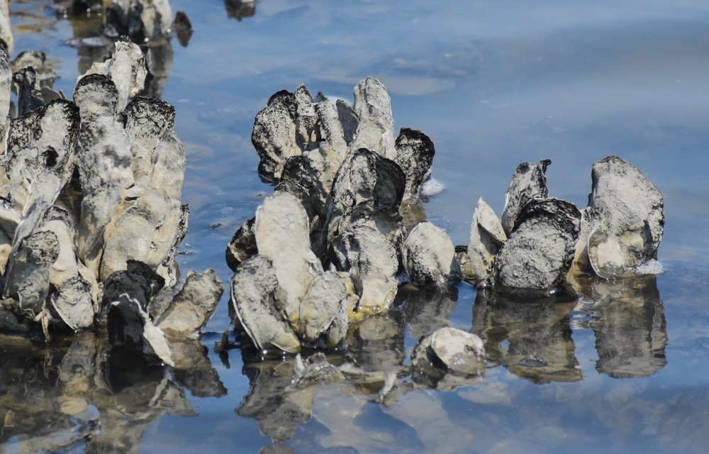 An oyster reef