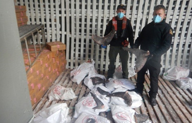 Shark fins seized by a joint task force operating in the North Pacific Ocean in 2021