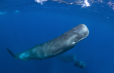 Sperm whale