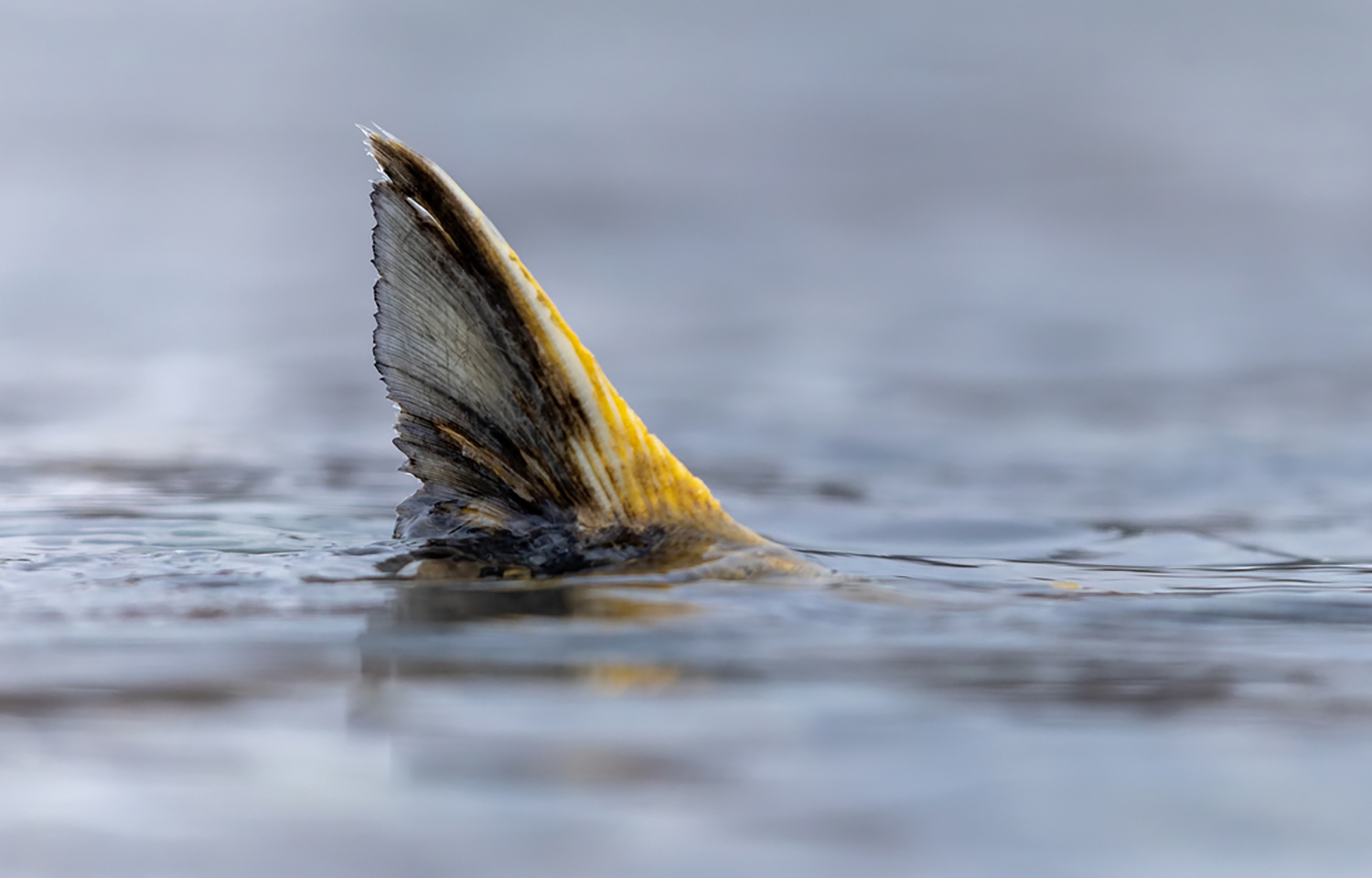 A chum salmon fin sticking out of the water