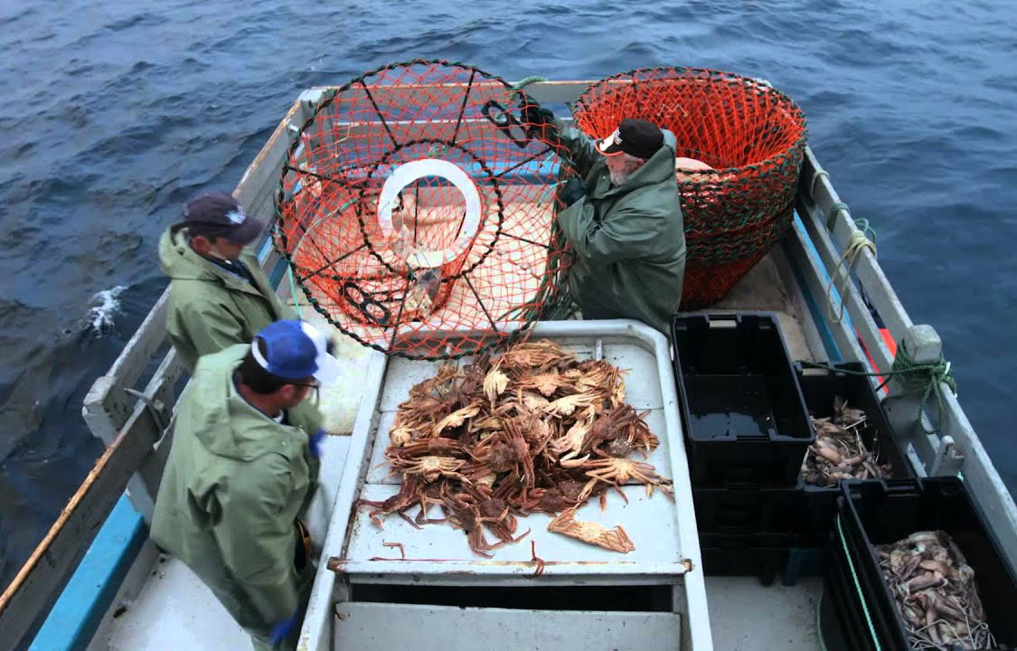 Canada assessment finds no major changes to snow crab stock