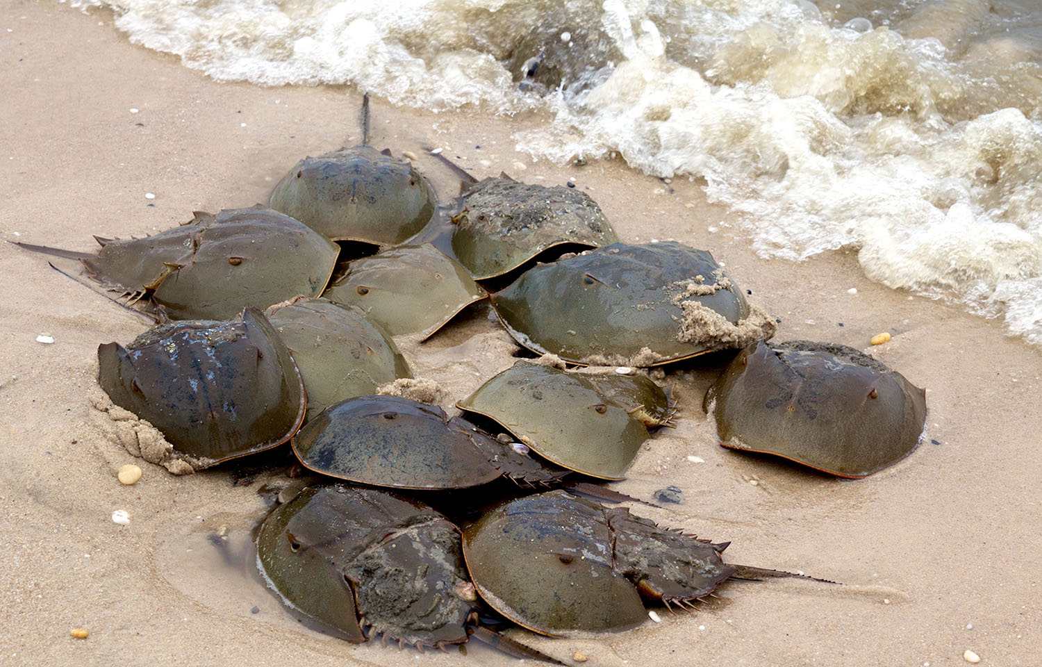 A group of horseshoe crabs spawning on a beach.