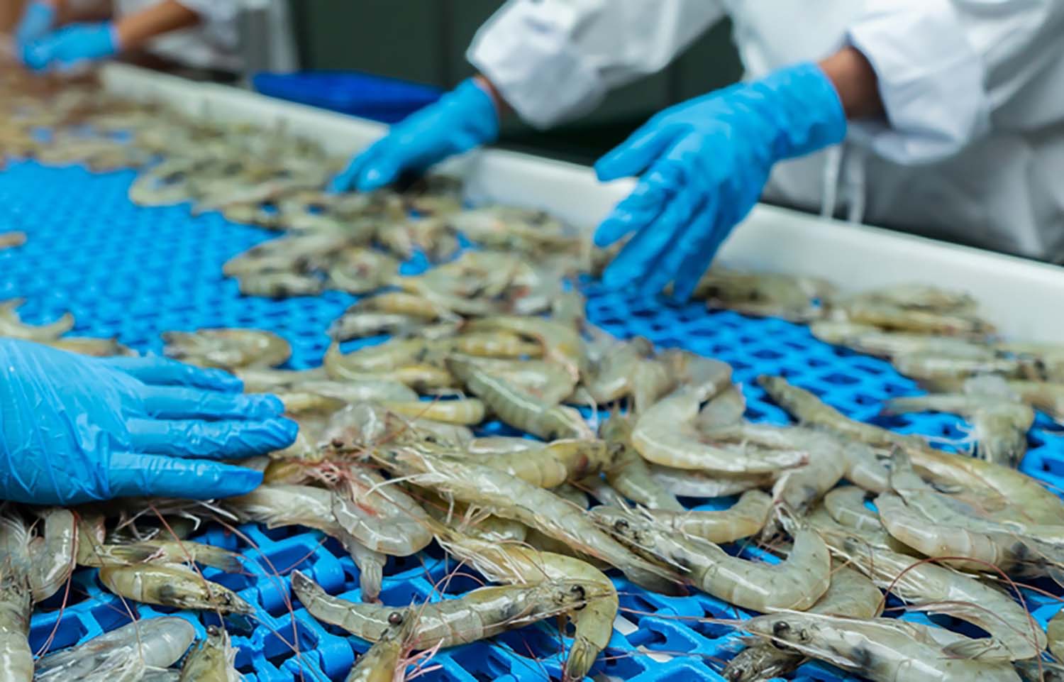 Workers sorting shrimp on a processing assembly line