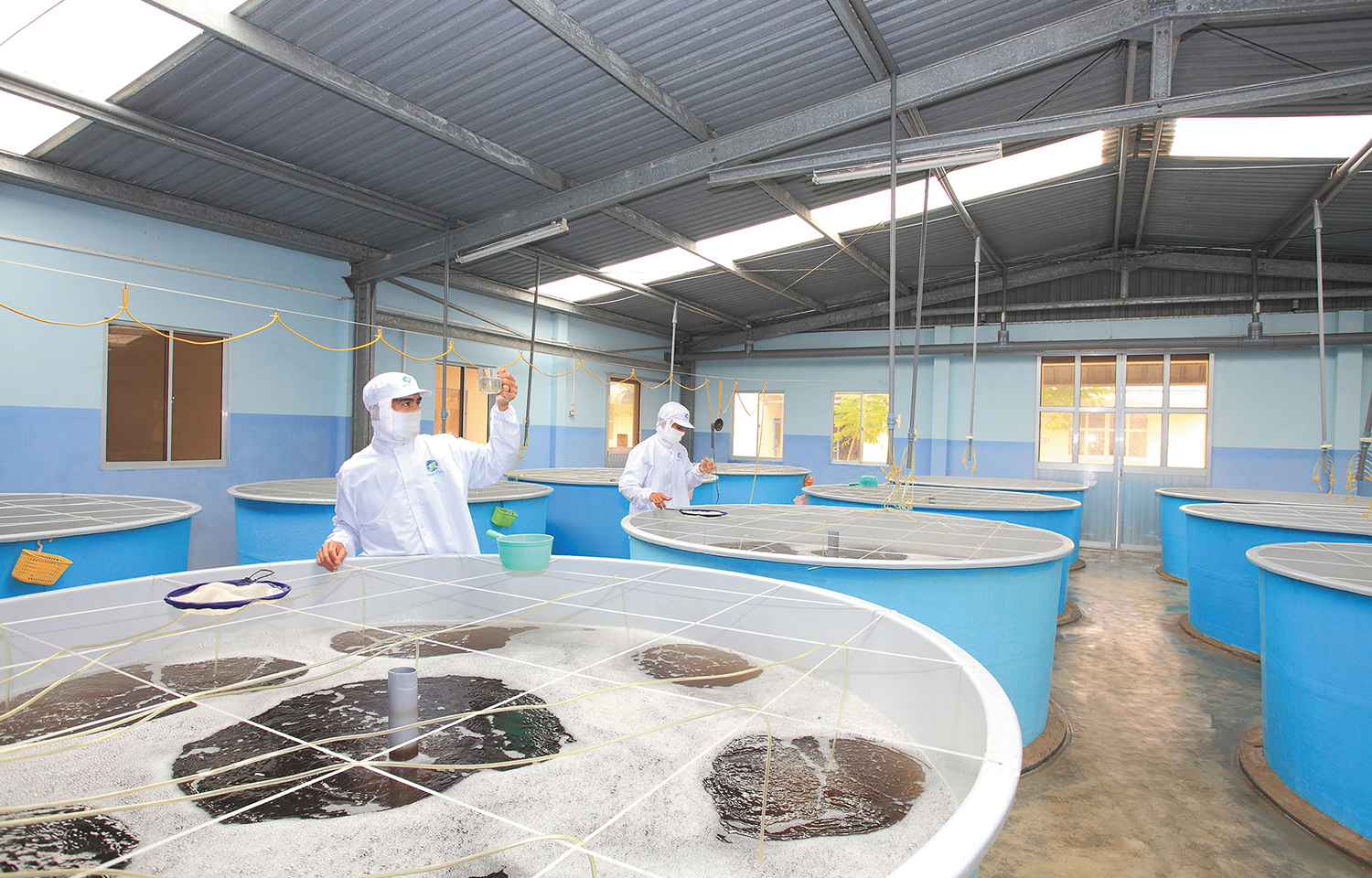 Employees working at a Minh Phu-owned hatchery