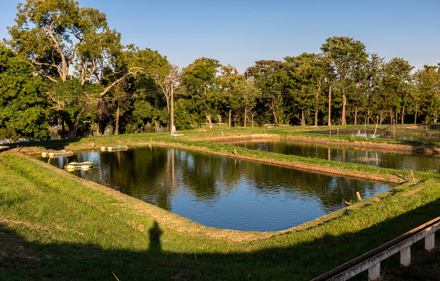A Brazilian tilapia farm