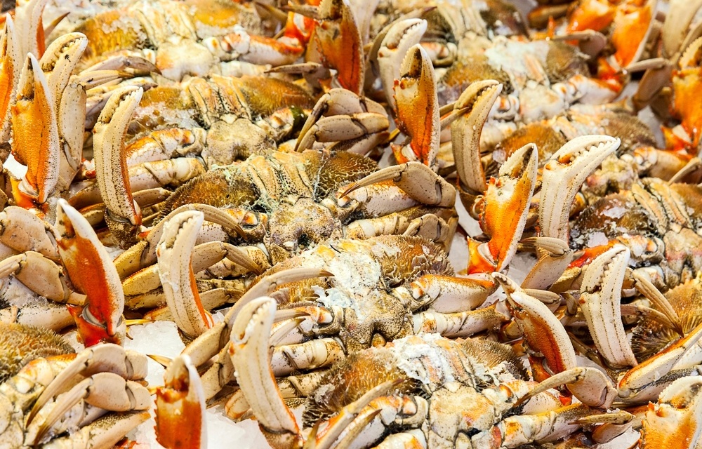 California to open last section of coast for commercial Dungeness crab harvesting