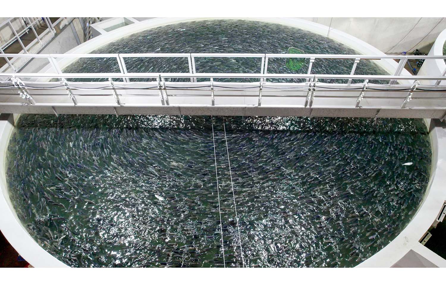 Hatch Blue report suggests Germany's technical expertise could help expand domestic aquaculture