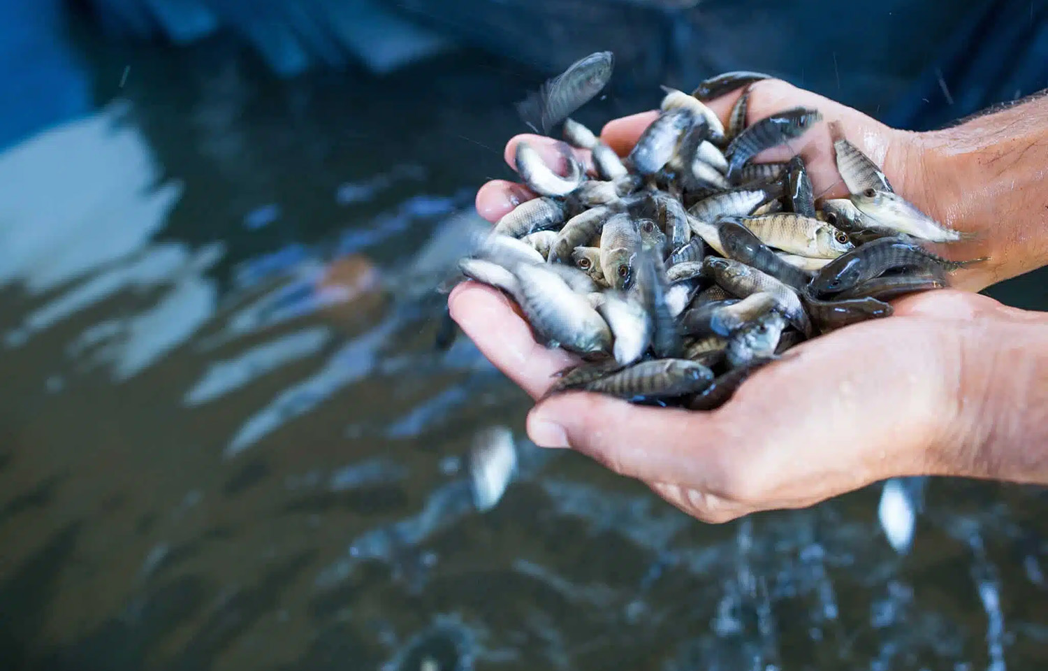 Tilapia fingerlings