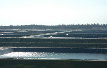 Guolian shrimp farms.