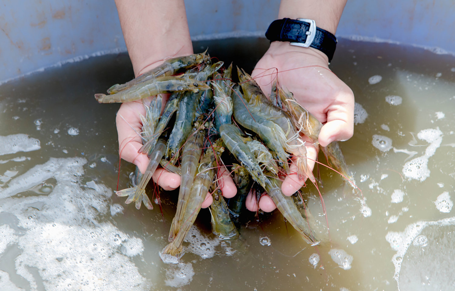 A farmer holding a pile of shrimp
