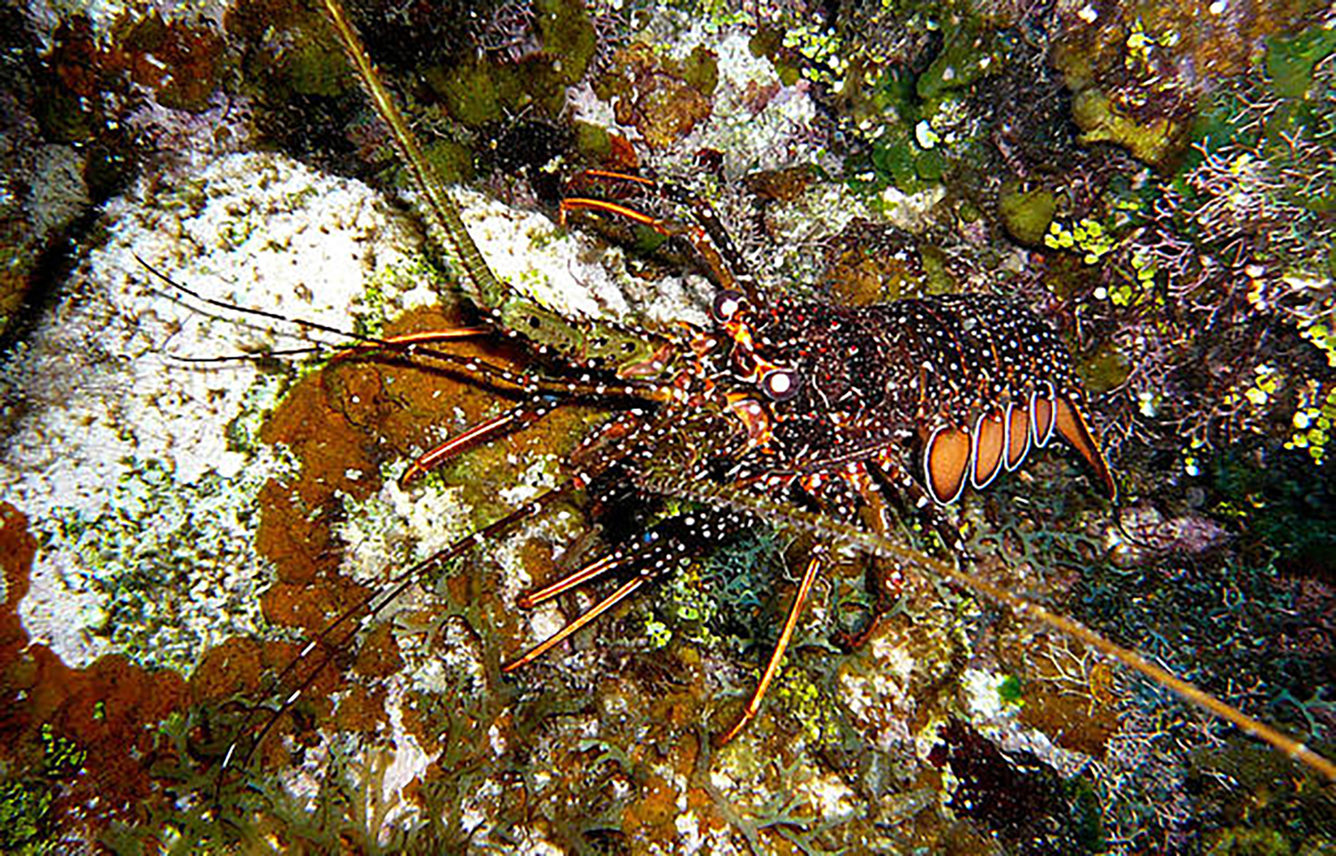 A spiny lobster in a patch of coral