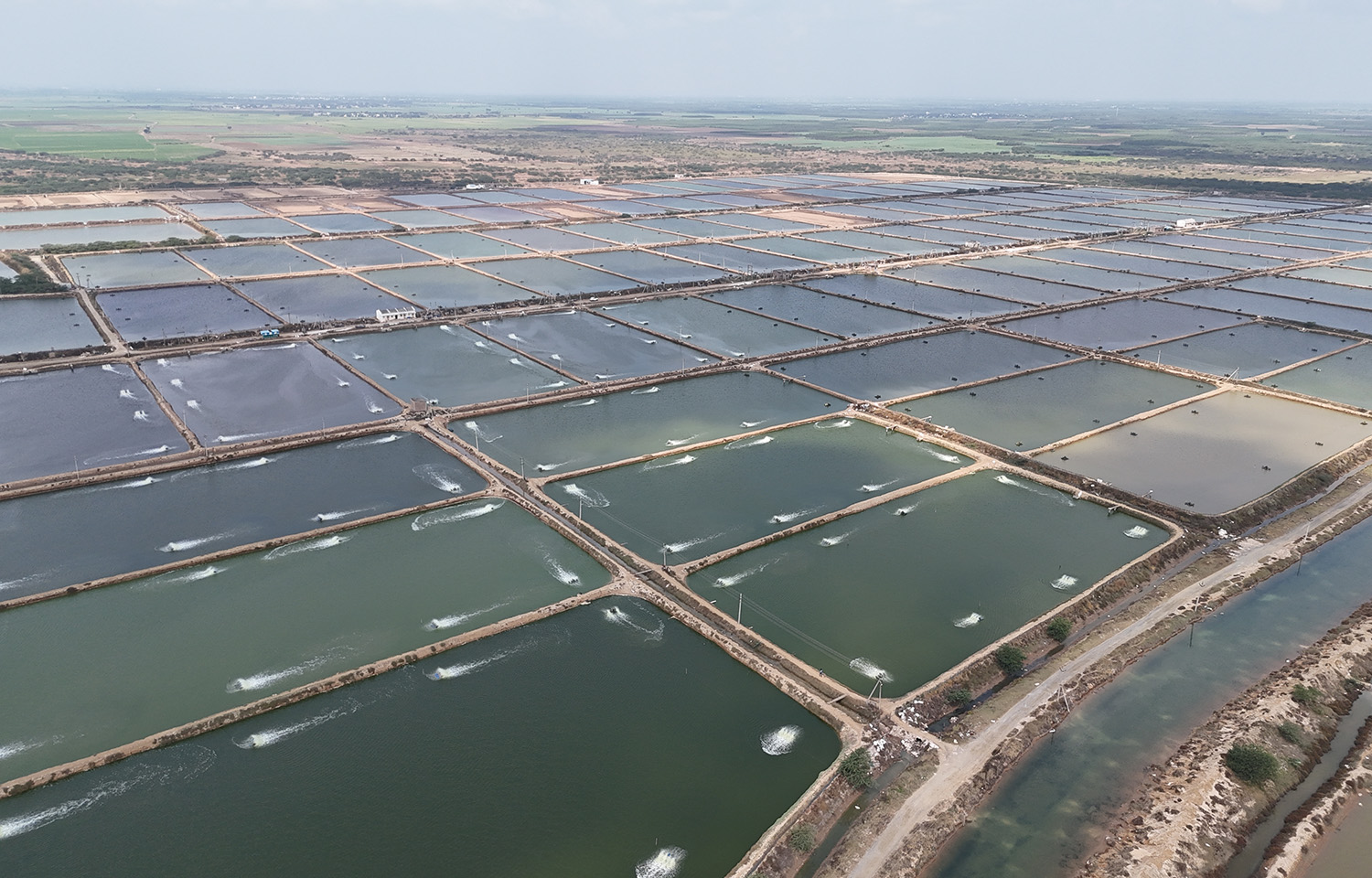 Indian shrimp fields