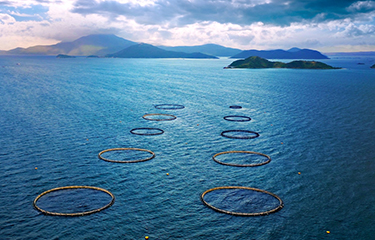 Australis's net pens located off the coast of central Vietnam.