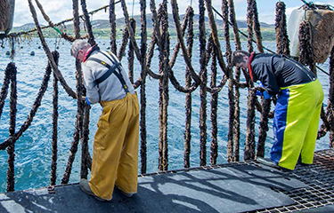 Two workers in Ireland tending to a mussel aquaculture operation.