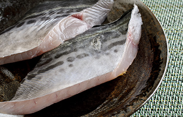 Spanish mackerel fillets.