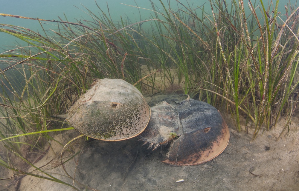 NOAA Fisheries denies ESA petition for horseshoe crabs