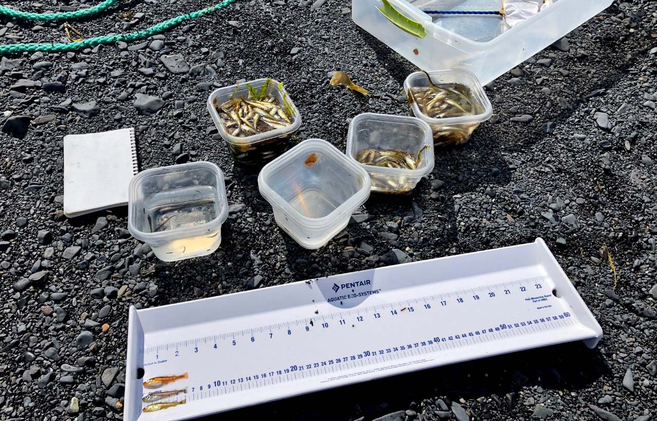 Oregon State University research measuring the growth rates of juvenile Pacific cod.