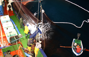 A purse-seine fishing vessel.