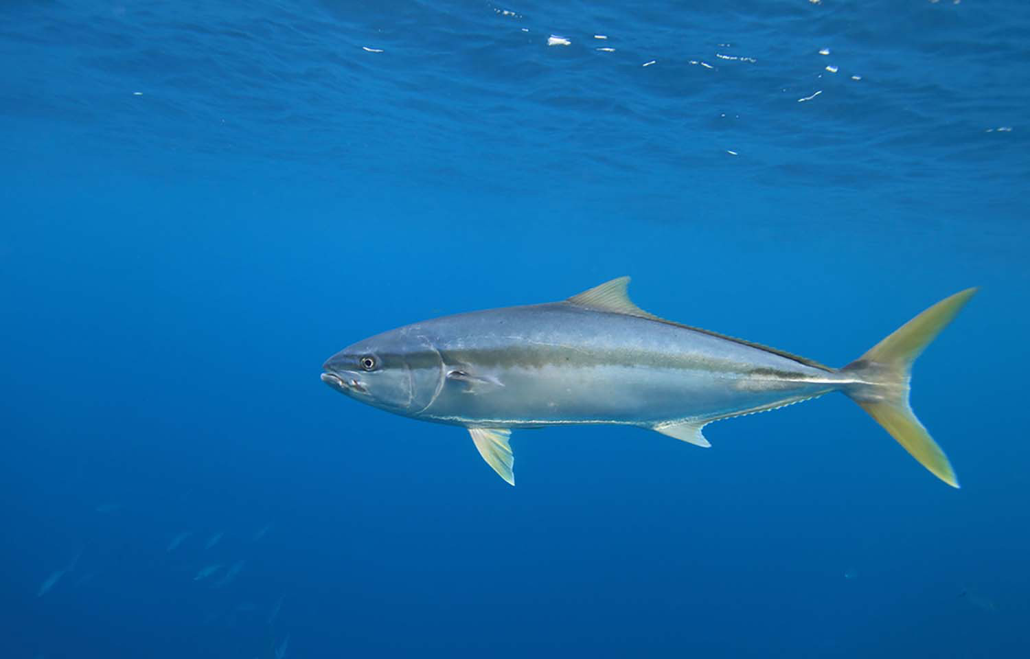 A yellowtail amberjack swimming