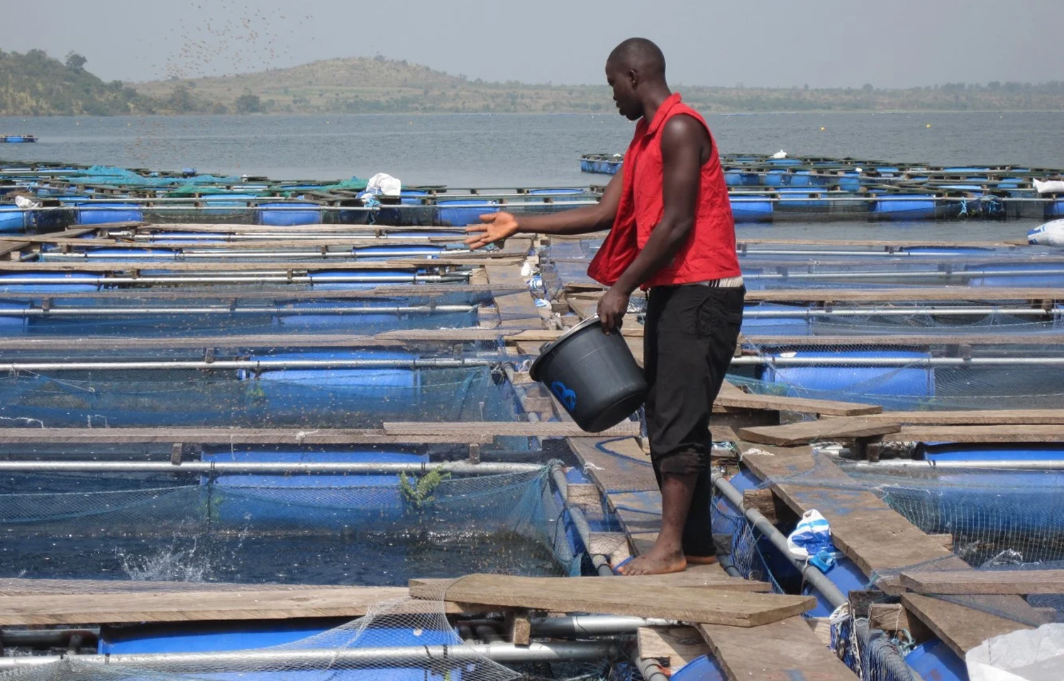 A Nigerian fish farmer feeding fish in a pen