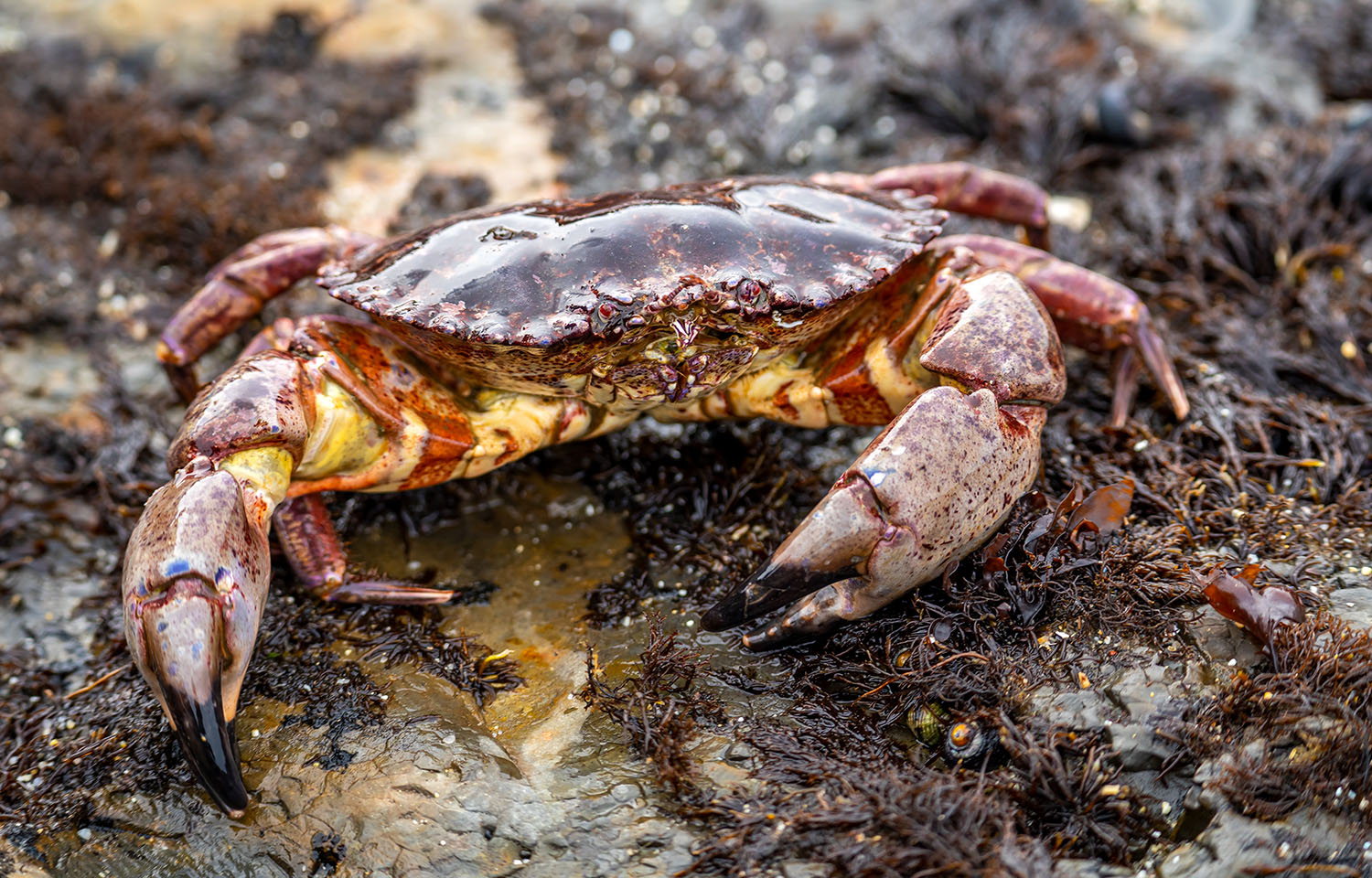 A rock crab on a rock covered in seaweed