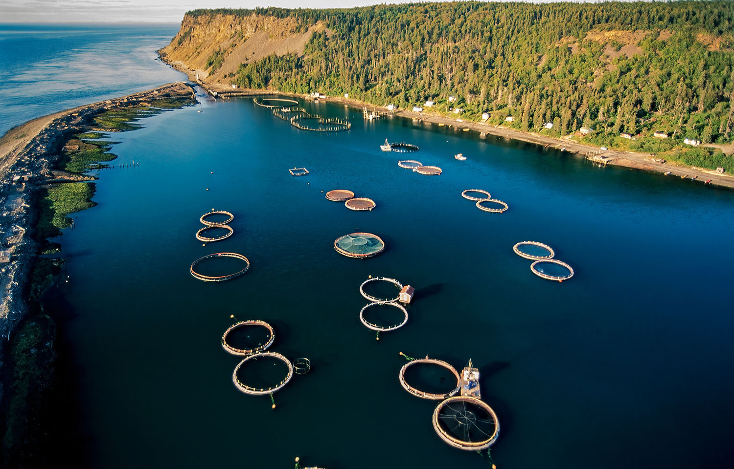 Canadian government gains greater market access for seafood in five countries