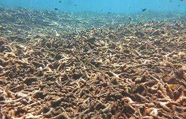 A dead coral reef.