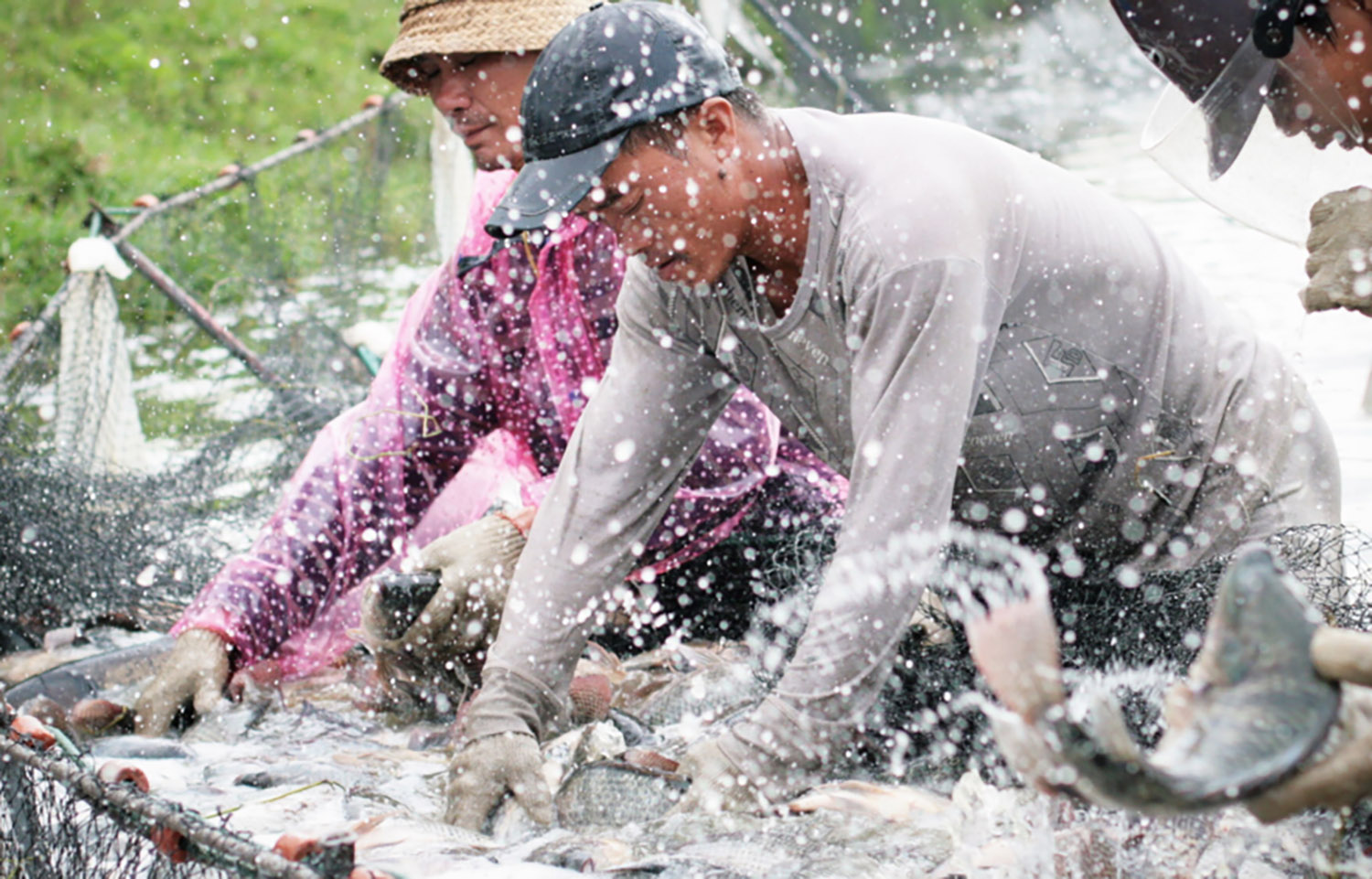 Tilapia farmers handling their fish in China