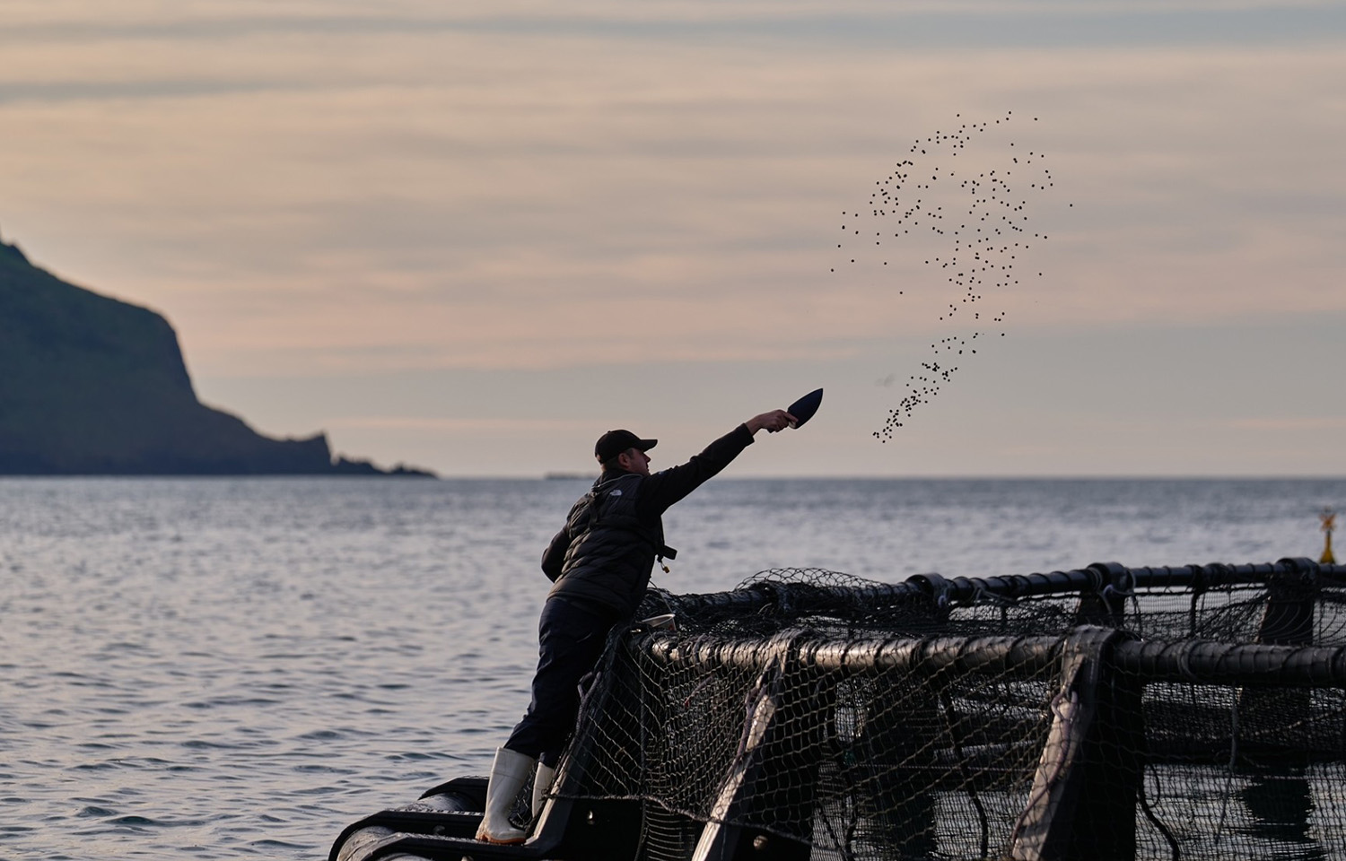 An Akaroa employee tosses salmon feed into a net pen.
