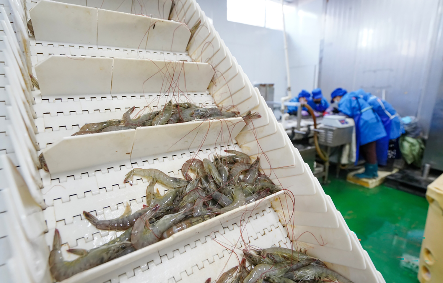 Study finds potential links between virus found in aquaculture and human eye disease