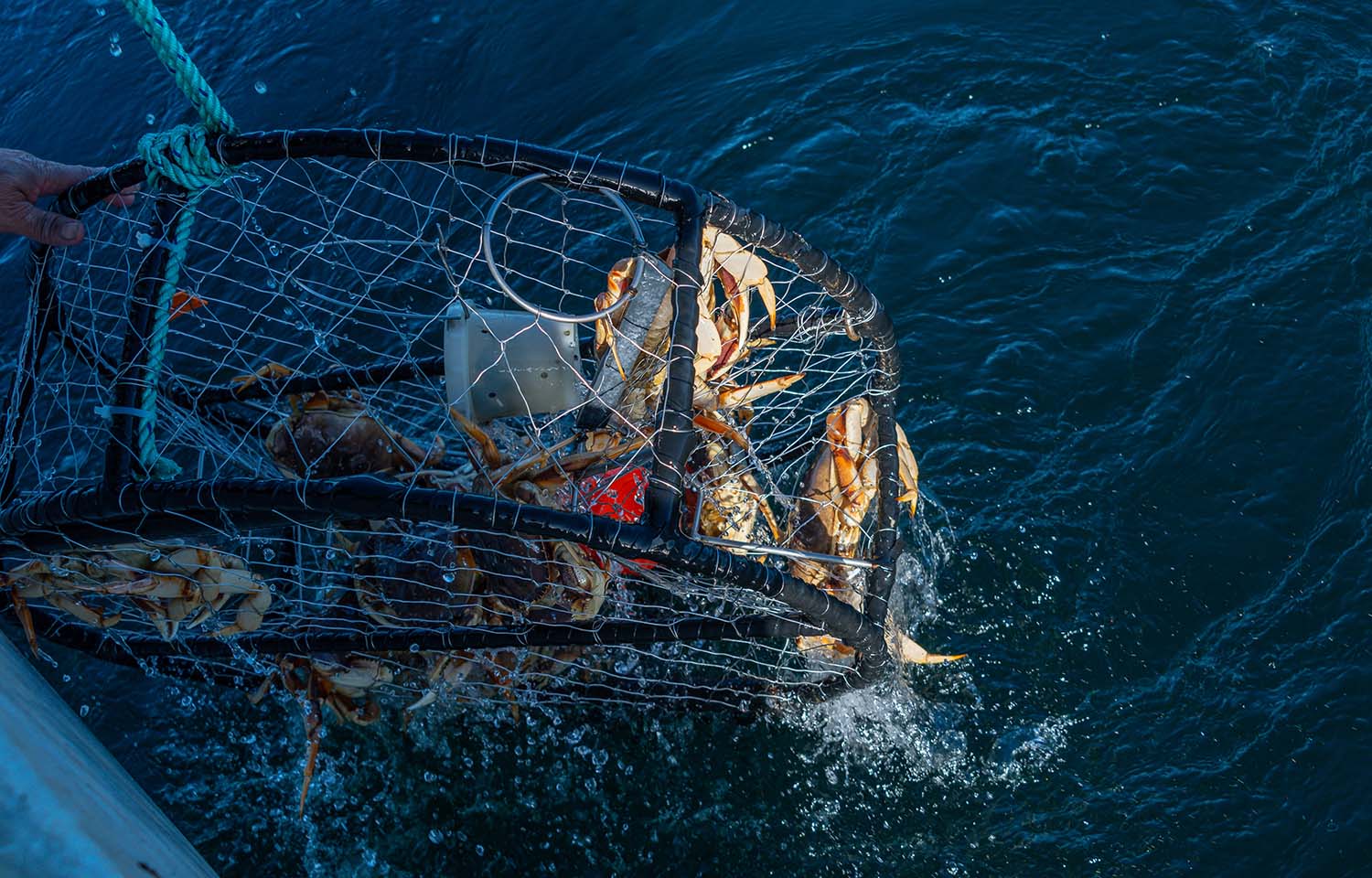Dungeness crabs in a trap