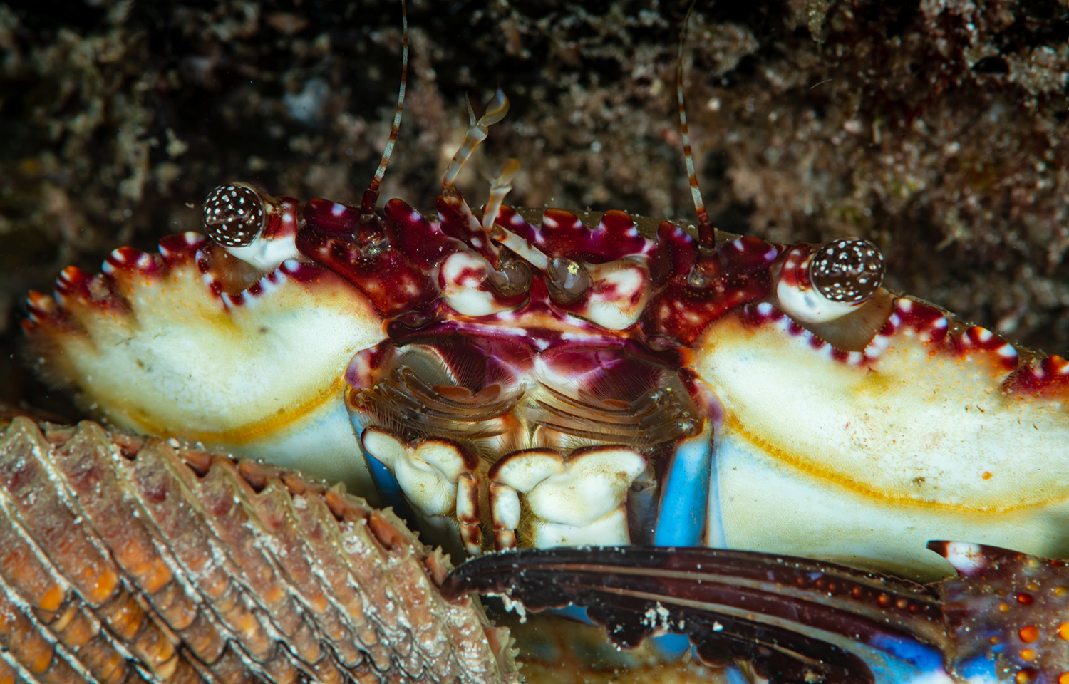 Red swimming crab