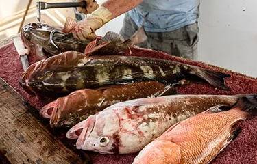 Using a Dehooker: Grouper and American Red Snapper 