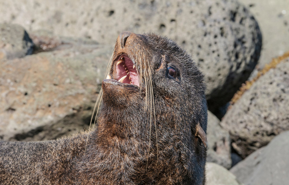 Conservation group sues over Alaska pollock trawling claiming practice harms fur seal population
