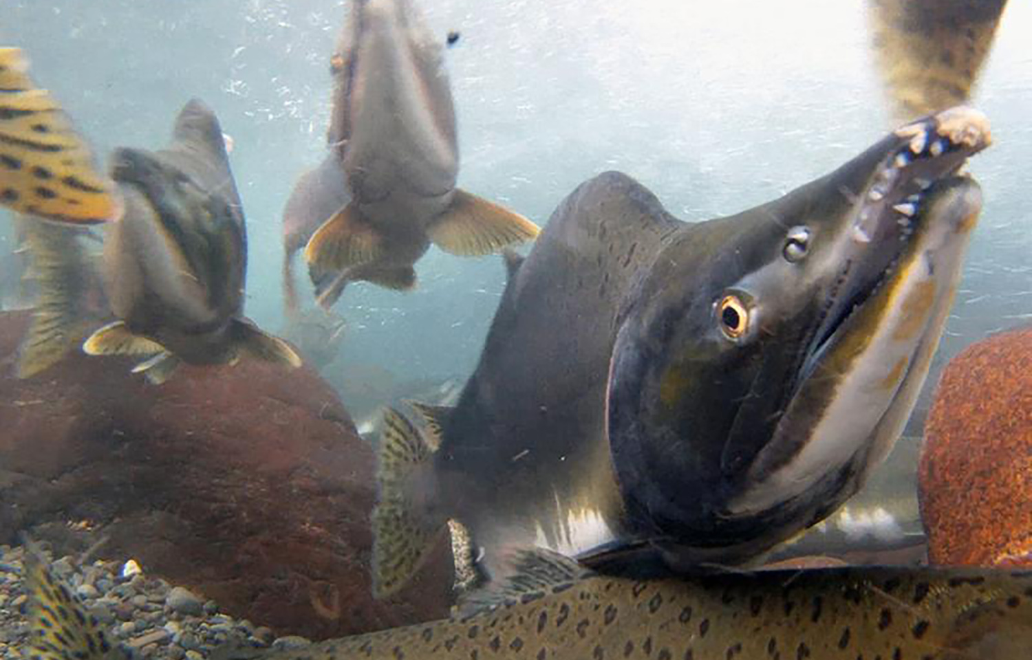 US federal government takes over Cook Inlet salmon management from ...