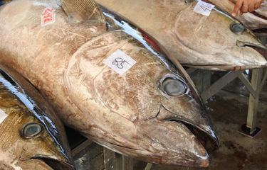 Yellowfin Tuna - Seafood Delicacy