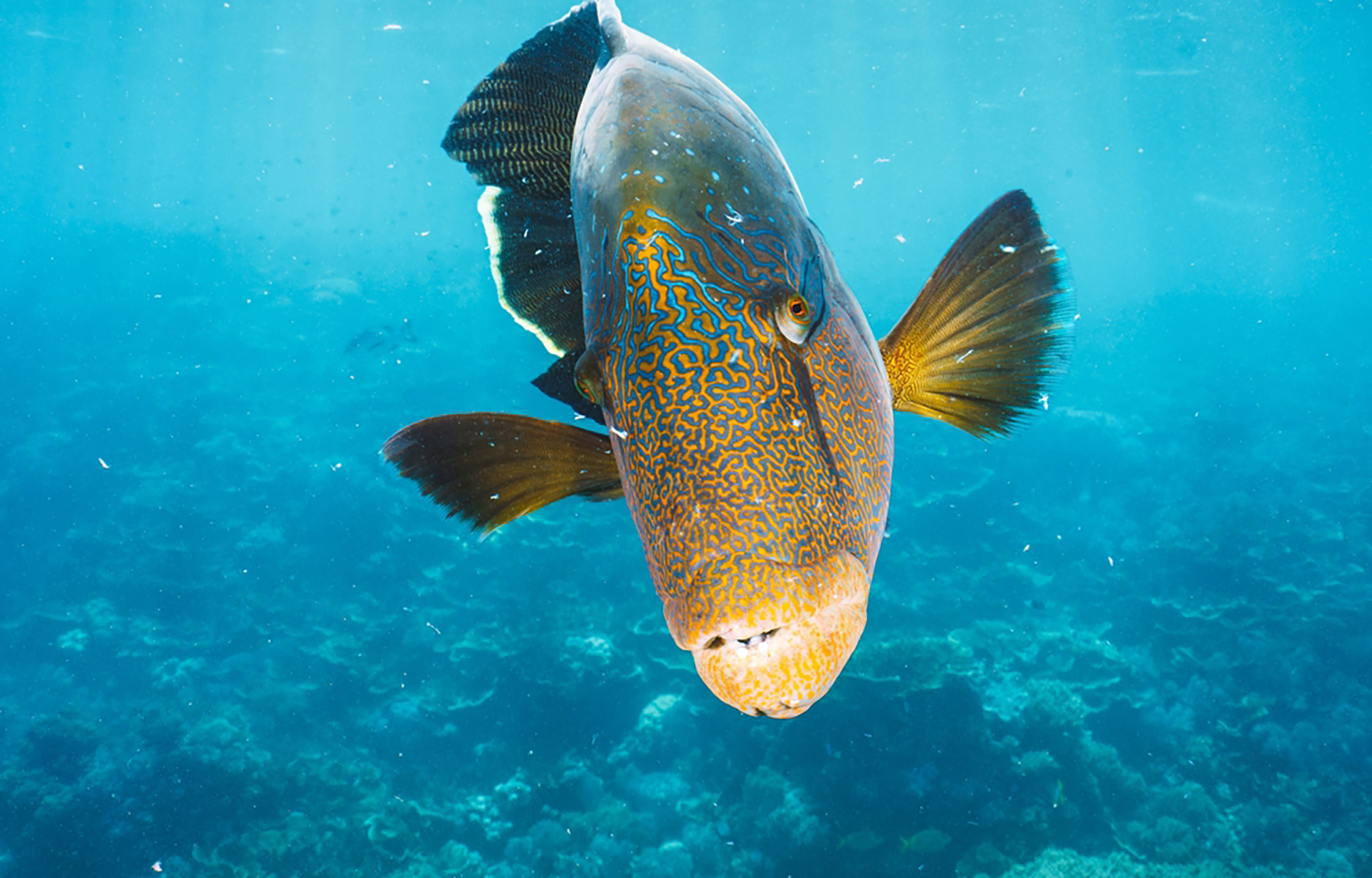 Humphead wrasse