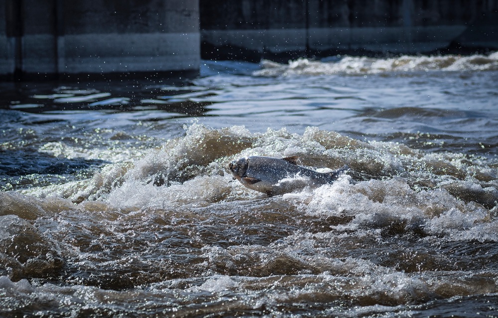 Trump administration pauses work on invasive carp choke point; state lawmakers request restart