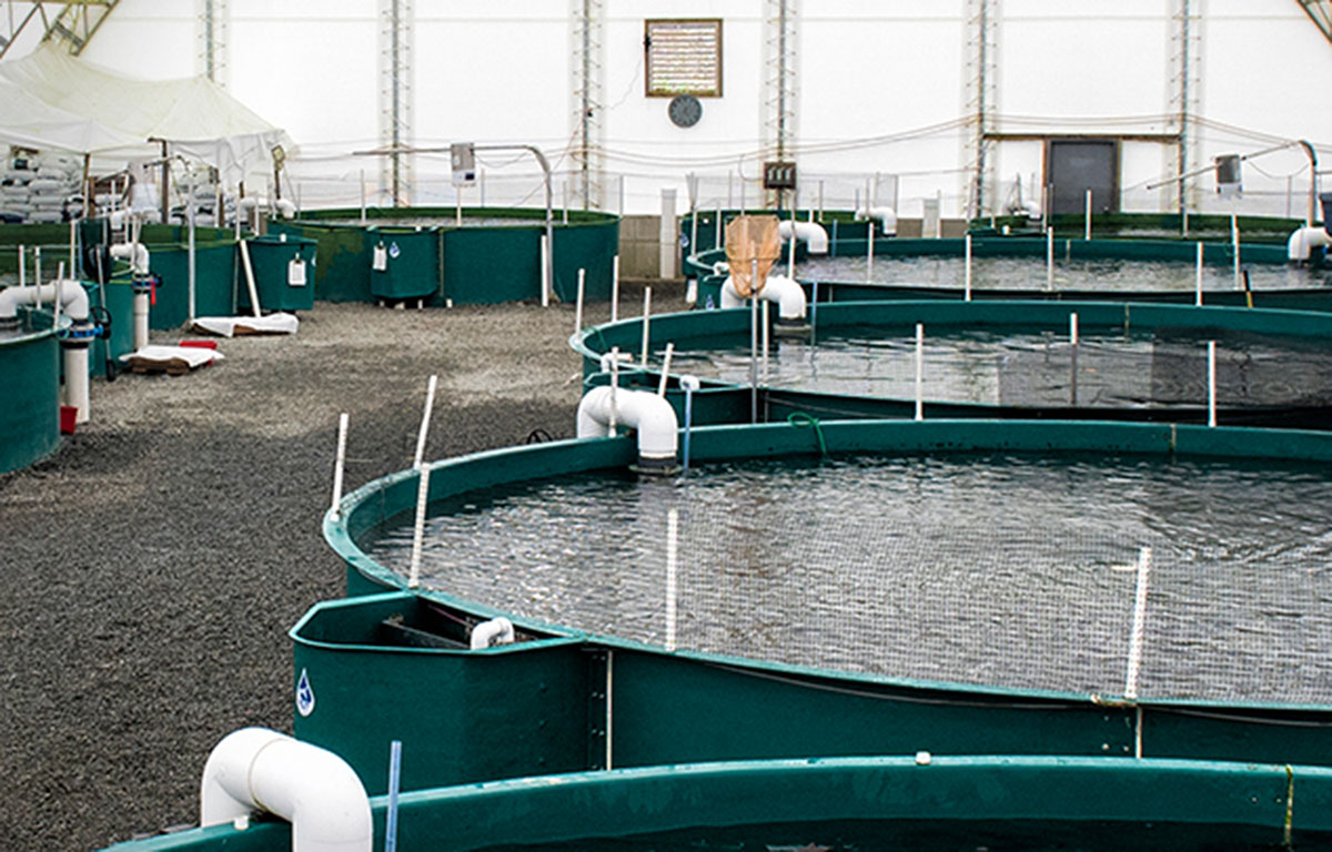 Blue Star Foods' recirculating aquaculture system tanks inside its facility