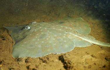A rare Maugeaan skate resting on the ocean floor.