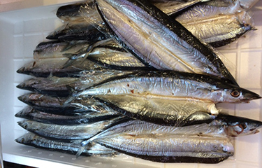 The Japan Fisheries Agency is forecasting a poor catch for the August-December 2022 Pacific saury season in east Hokkaido and NE Honshu Island – though it is expected to exceed that of 2021.