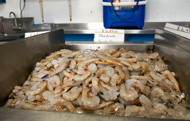 Gulf of Mexico shrimp report lowest May haul since 2014