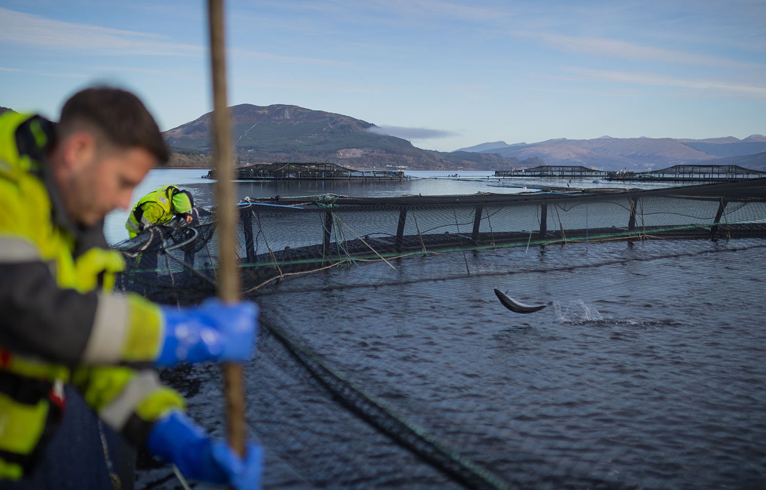 Scottish salmon export value sets record in H1 2025, on track to surpass GBP  1 billion | SeafoodSource