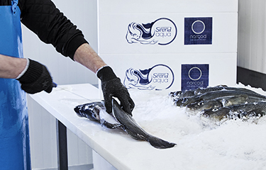 A Norcod employee cutting a freshly harvested cod.