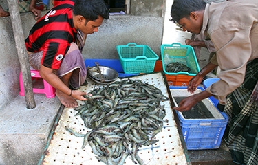 BANGLADESH SHRIMP FARMERS