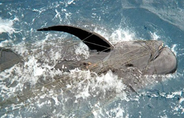 A pilot whale entangled in a large-mesh drift gillnet