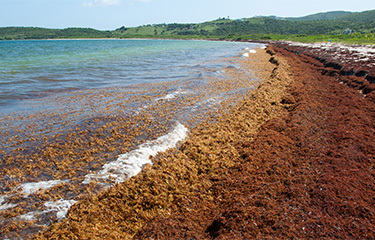 A photo of a beach covered in seaweed