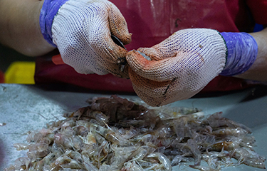 A worker peeling shrimp.